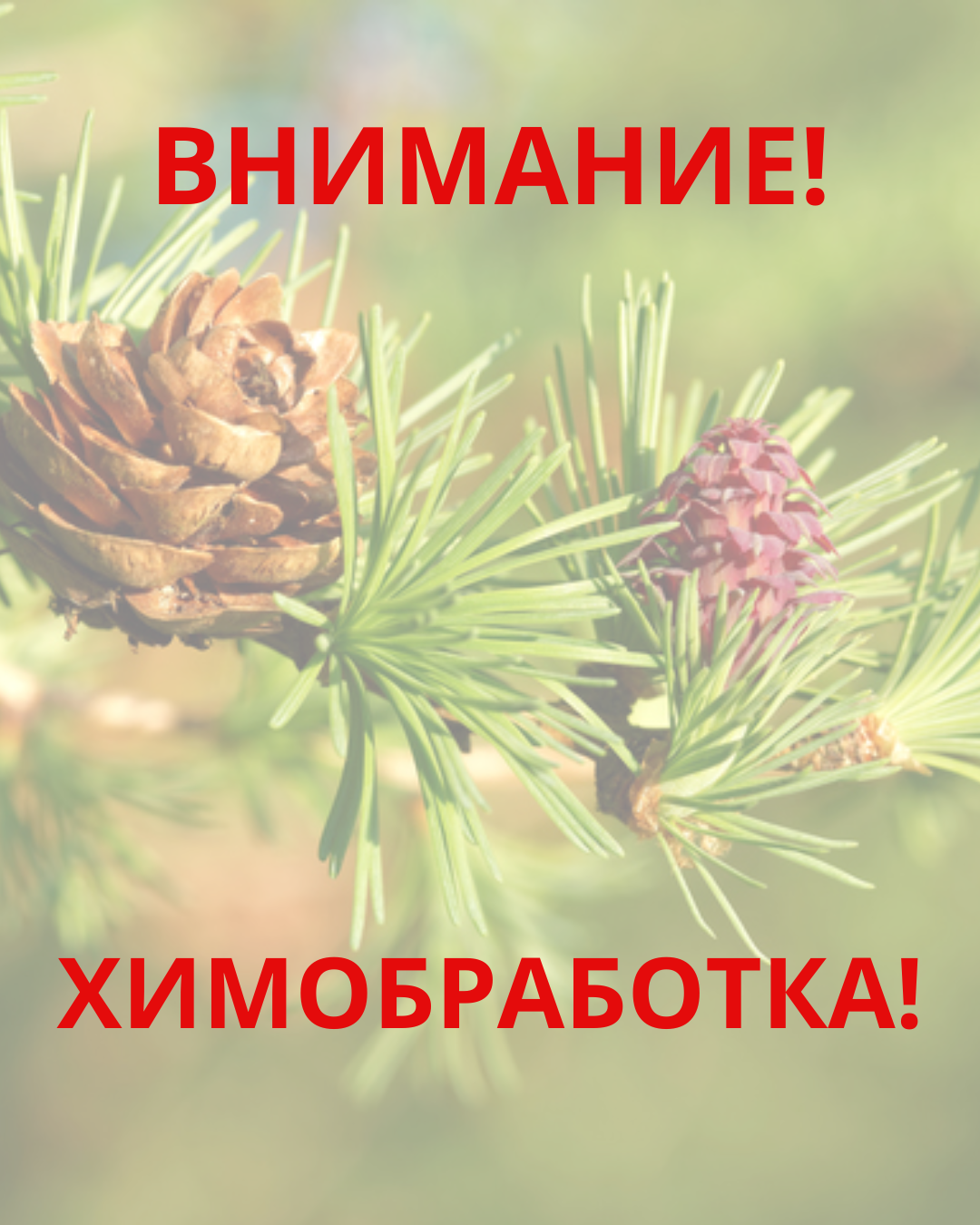 ВНИМАНИЕ! ХИМОБРАБОТКА!!!