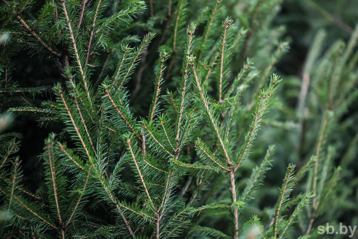 Более 1700 рейдов, свыше 160 нарушений. Минлесхоз подвел итоги работы по охране леса на новогодние праздники