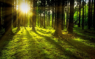 В Беларуси начали сезон лесовосстановления